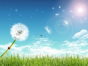 DandelionInField