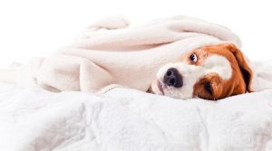 Dog-Blanket-